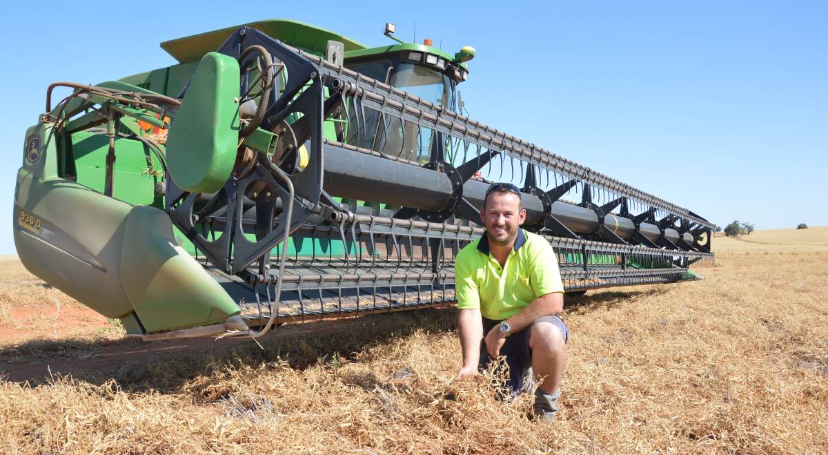 NITROGEN FIX: Matthew Vowles, Loxton, inspects Rosina vetch prior to harvest. He says vetch is ideal for getting nitrogen into the soil and helps keep grasses under control.