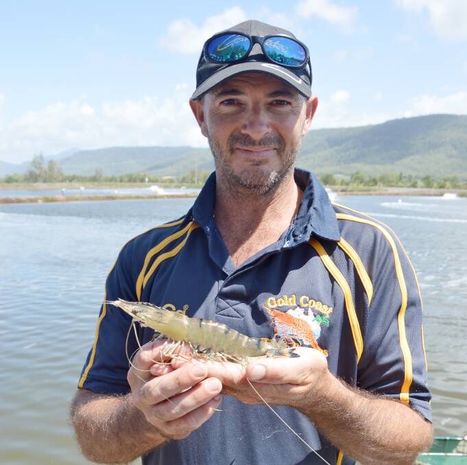 Gold Coast Tiger Prawns Mossman farm manager Jordan Hack says about 150 tonnes of prawns are harvested in the fortnight before Christmas.
