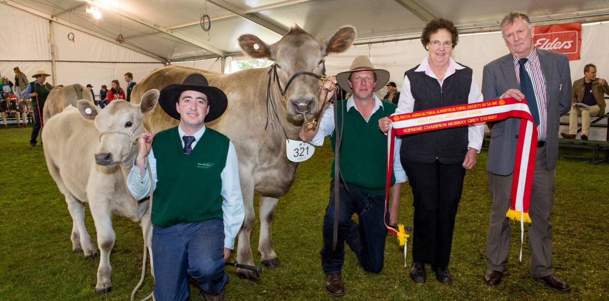 FEATURE BREED: Last year's supreme Murray Grey exhibit held by Jake Phillips and Darren Koopman, Tungkillo, with Rosemary Miller, Naracoorte, and judge Jim Ross.