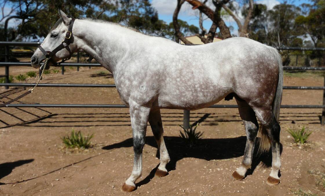 AT HOME: Barbados - by Redoute’s Choice out of Virage De Fortune - relaxes at his new home at Ducatoon Park stud, Kadina.